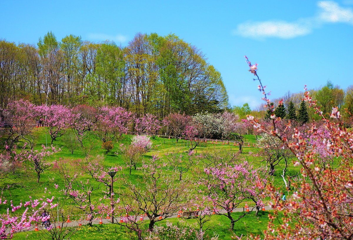 🌸 히라오카 공원(平岡公園) 이미지 8